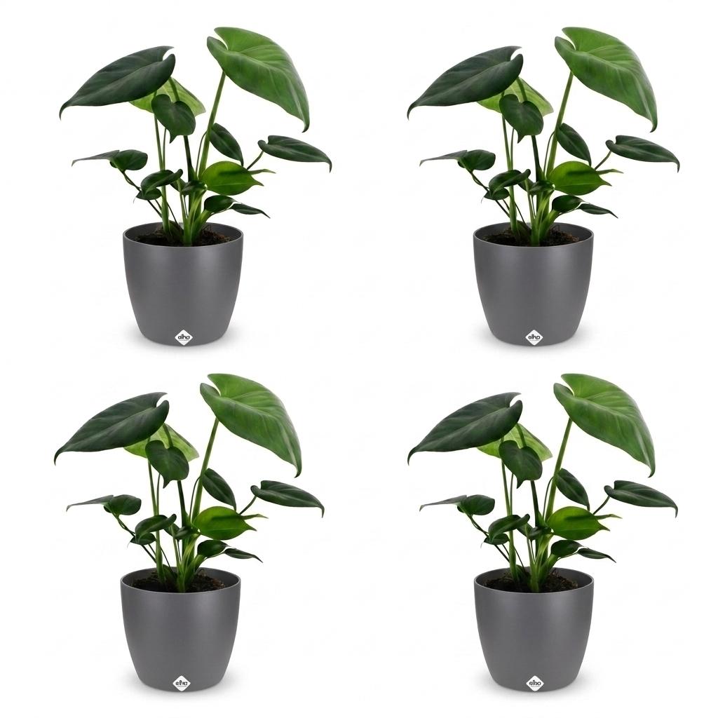 4× Monstera deliciosa (Swiss cheese plant) in grey Potter decorative pot – Ø12 cm, 30 cm high – photo 2