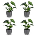 4× Monstera deliciosa (Swiss cheese plant) in grey Potter decorative pot – Ø12 cm, 30 cm high