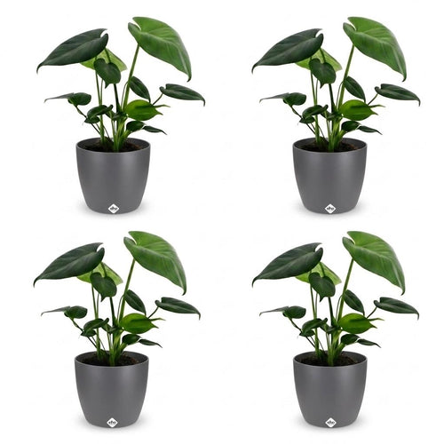 4× Monstera deliciosa (gatenplant) in Potter-sierpot grijs – Ø12 cm, 30 cm hoog
