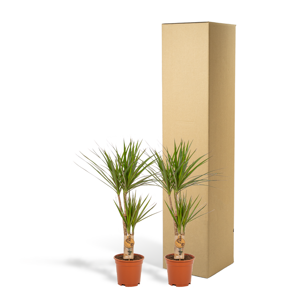 2× Dracaena (drakenboom) – Ø17 cm