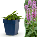 Stachys officinalis 'Ukkie' (Eselsohr) – rosa – Ø11 cm, 15–25 cm hoch