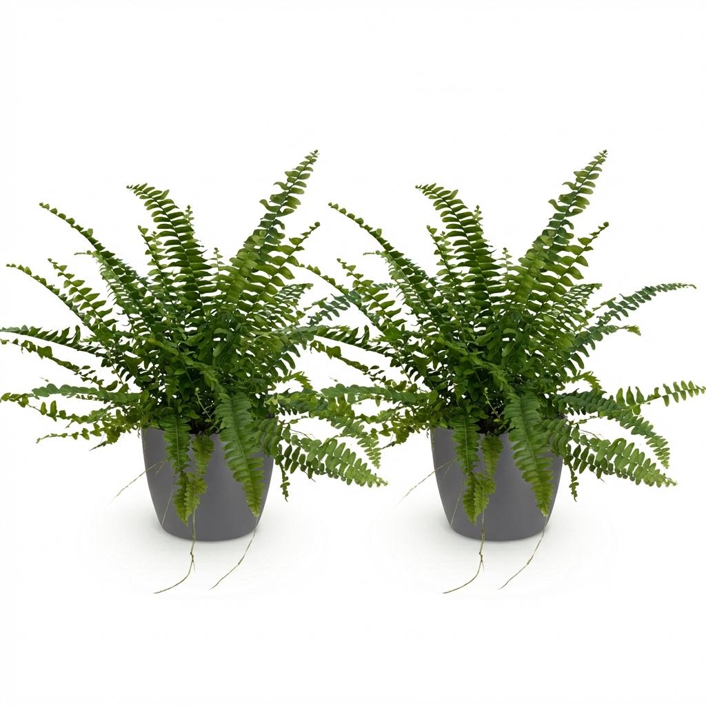 2× Nephrolepis exaltata Green Lady (fougère épée) en pot décoratif gris – Ø12 cm, 25 cm de haut