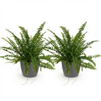 2× Nephrolepis exaltata Green Lady (fougère épée) en pot décoratif gris – Ø12 cm, 25 cm de haut