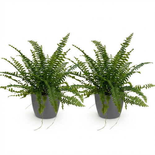 2× Nephrolepis exaltata Green Lady (zwaardvaren) in Potter-sierpot grijs – Ø12 cm, 25 cm hoog