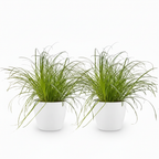 2× Cyperus alternifolius Zumula (strandmynte) i hvid dekorationspotte – Ø12 cm, 20 cm høj