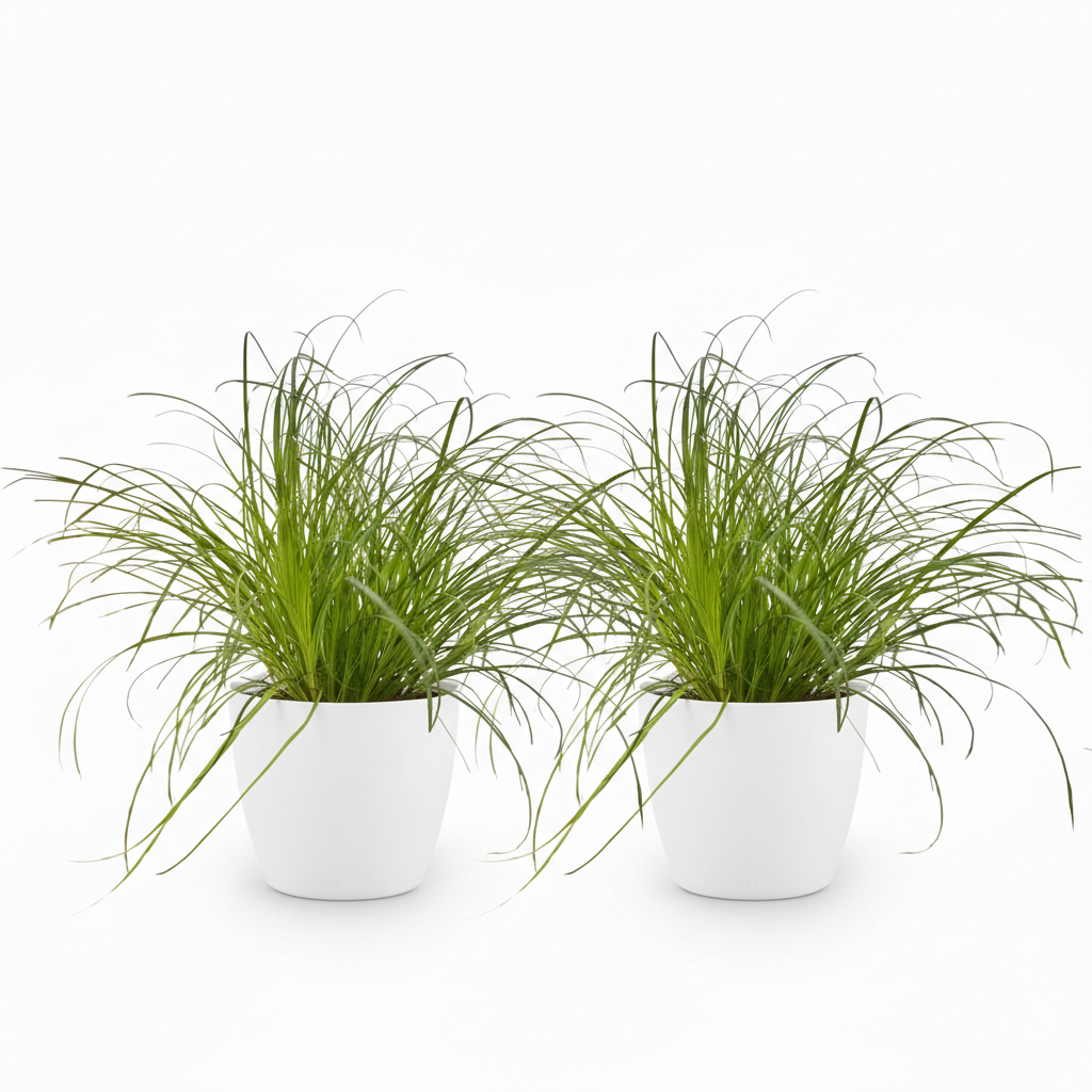 2× Cyperus alternifolius Zumula (strandmynte) i hvid dekorationspotte – Ø12 cm, 20 cm høj