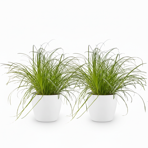 2× Cyperus alternifolius Zumula (cyperusgras) in Potter-sierpot wit – Ø12 cm, 20 cm hoog