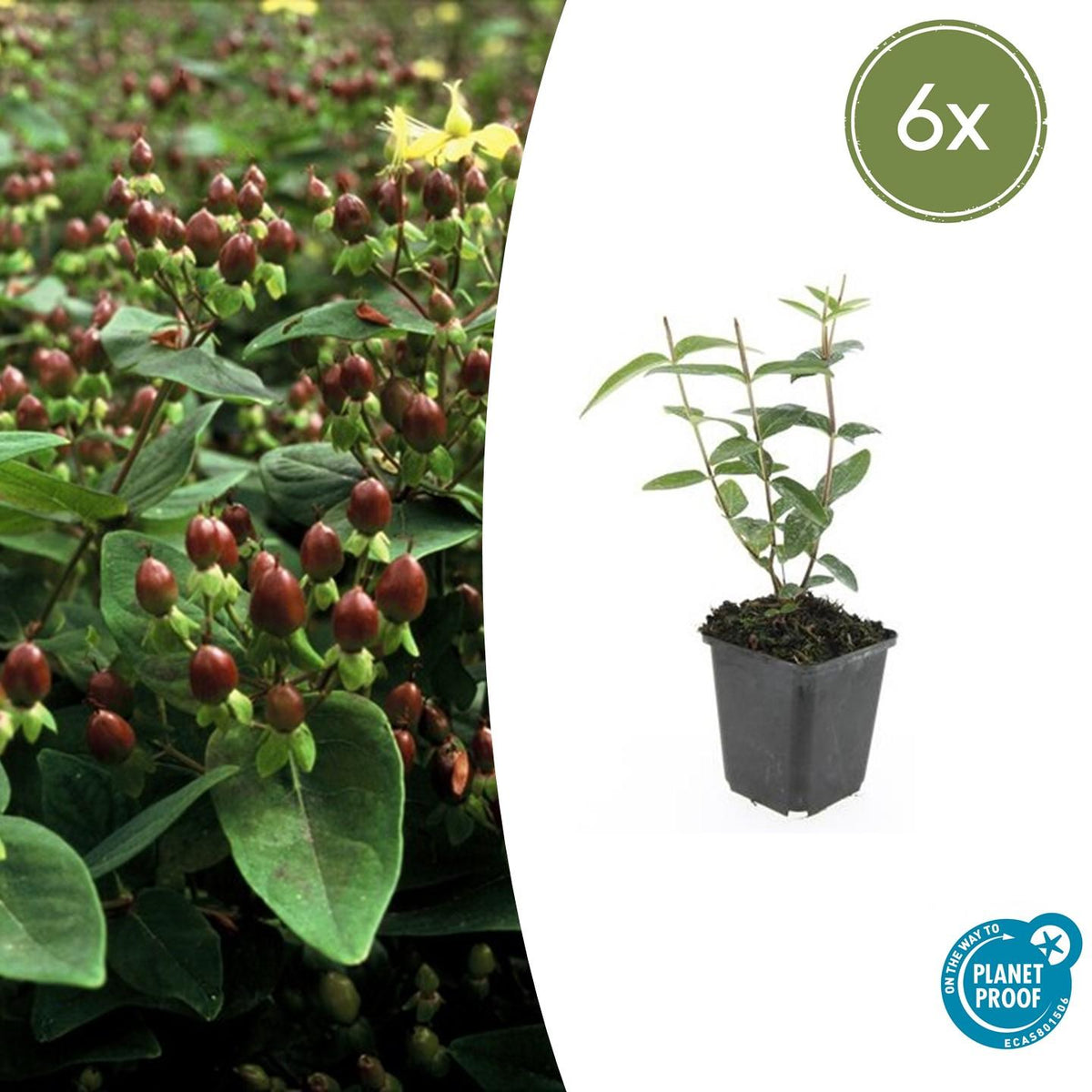 Hypericum inodorum 'Rheingold' (hjortemønje) – 6 planter, Ø9 cm, 10–25 cm høje – billede 2