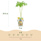 Rubus idaeus 'Fallgold' (raspberry) – 6 plants, Ø9 cm, 35 cm high