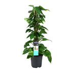 Epipremnum (scindapsus) – Ø19 cm, 80 cm hoog