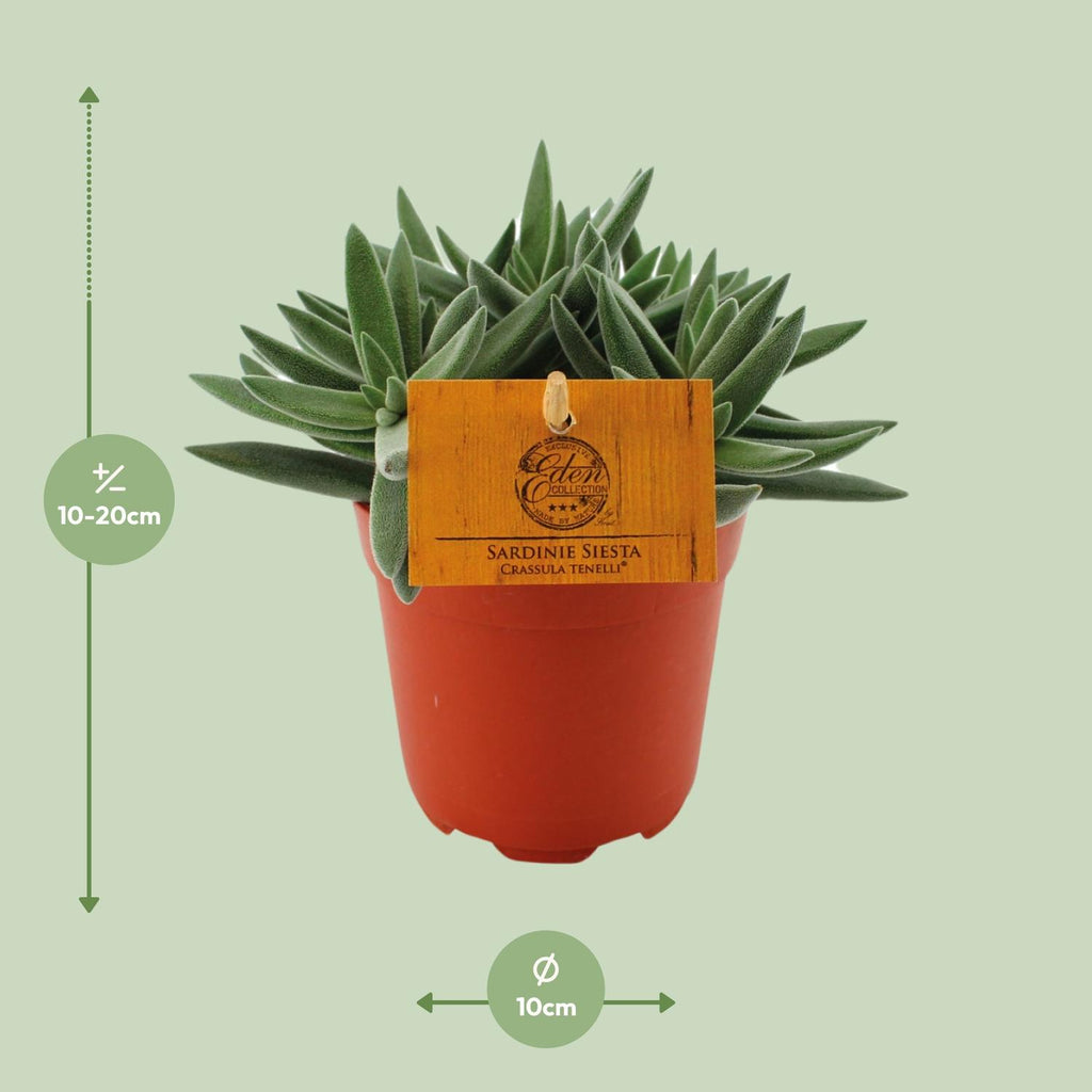 Crassula Tenelli (jadeplant) – Ø11 cm, 15 cm hoog