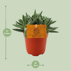 Crassula Tenelli (jadeplant) – Ø11 cm, 15 cm hoog