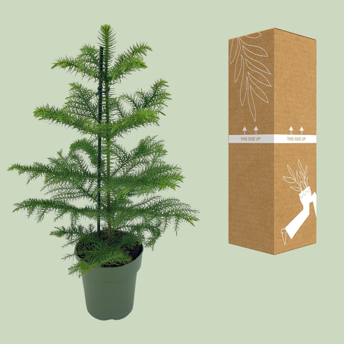 Araucaria Heterophylla (kamerden) – Ø14 cm, 40 cm hoog