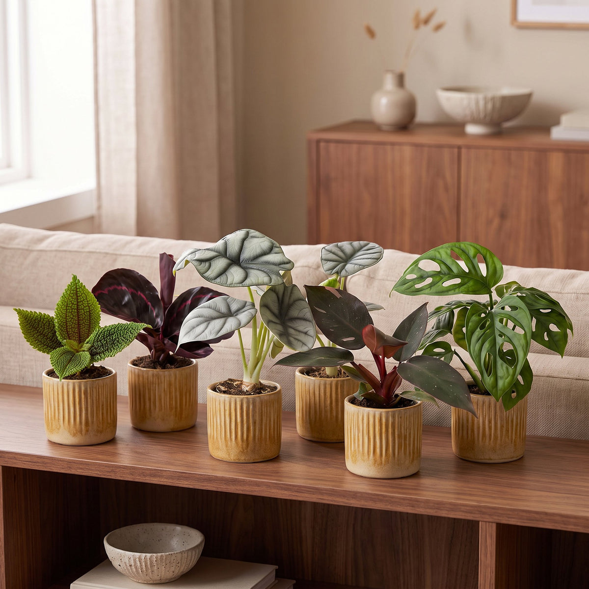 6× jeunes plantes Jungle Mix incl. Linnea Honey – Ø6 cm, 10–15 cm de haut – photo 3
