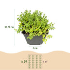 Rotsplantjes-mix – 6 planten, Ø7 cm, 10–12 cm hoog