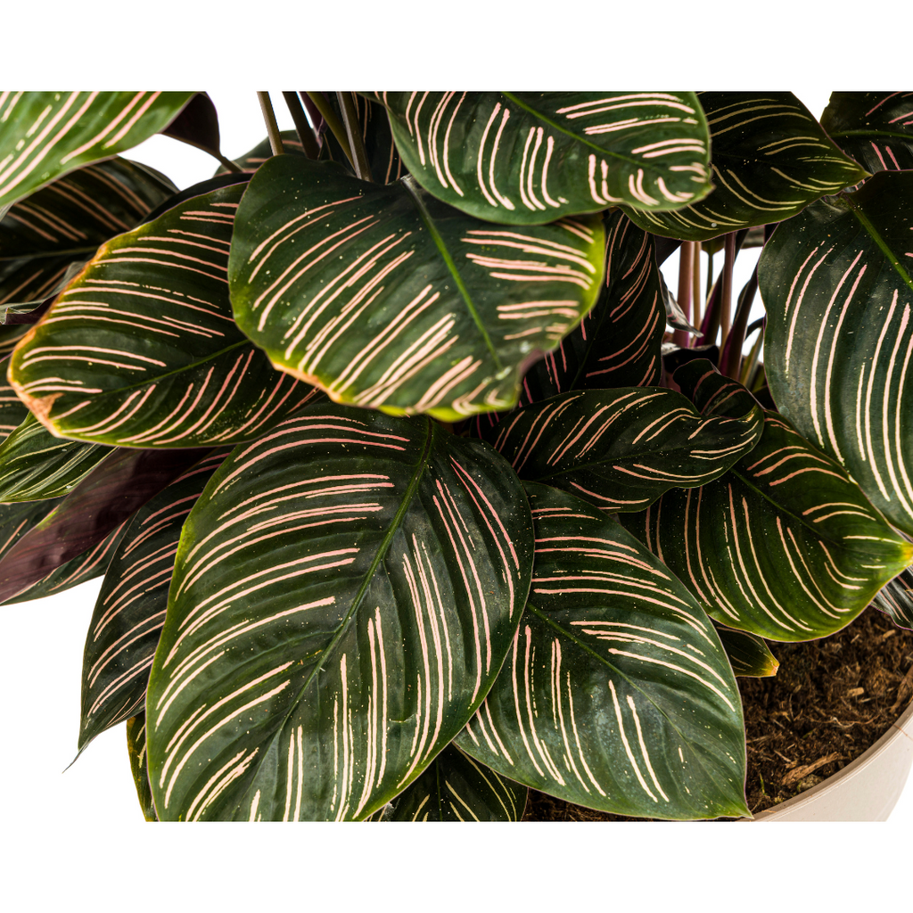 Calathea Ornata Sanderiana – Ø27 cm, 60–80 cm høj