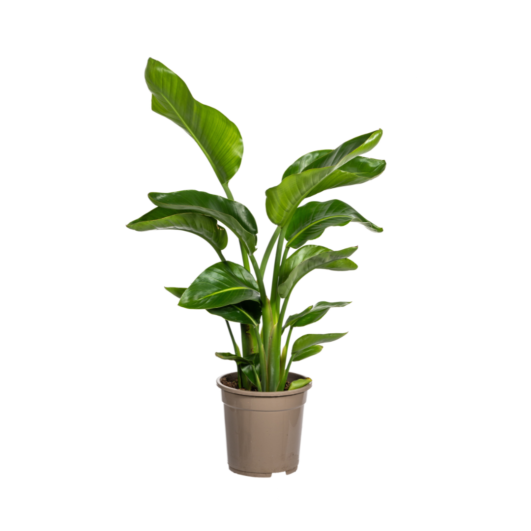 Strelitzia nicolai (witte paradijsvogelbloem) – Ø21 cm, 90–110 cm hoog