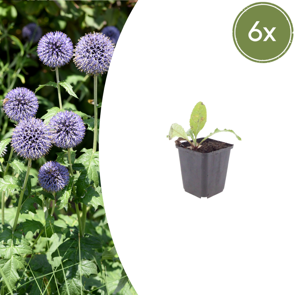 Echinops ritro (chardon à boule) – 6 plantes, Ø9 cm, 10–25 cm de haut