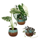 3× Baby Variegata Mix Plants incl. Copper Reef – Ø6 cm, 10–15 cm tall