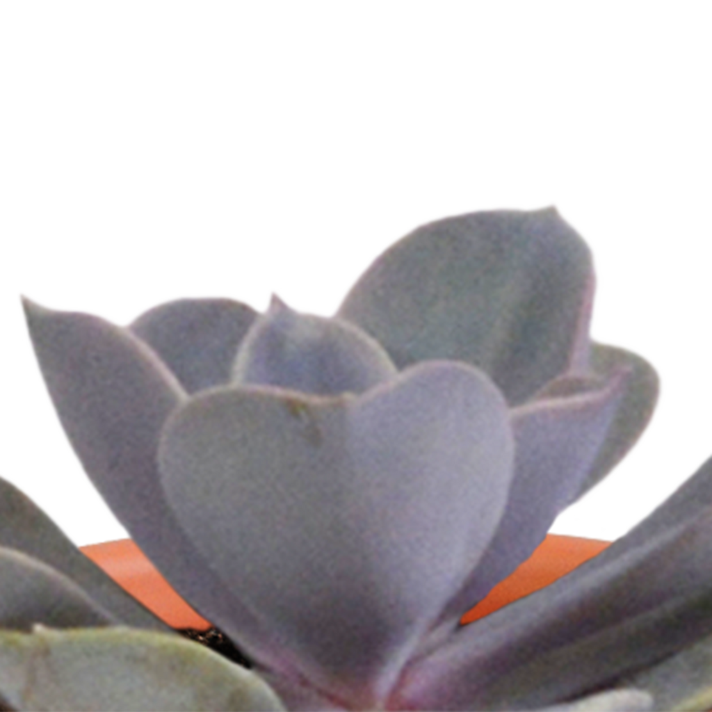 15× Mélange de cactus et plantes grasses (Cactaceae) sans pot décoratif – Ø6 cm, 13 cm de haut