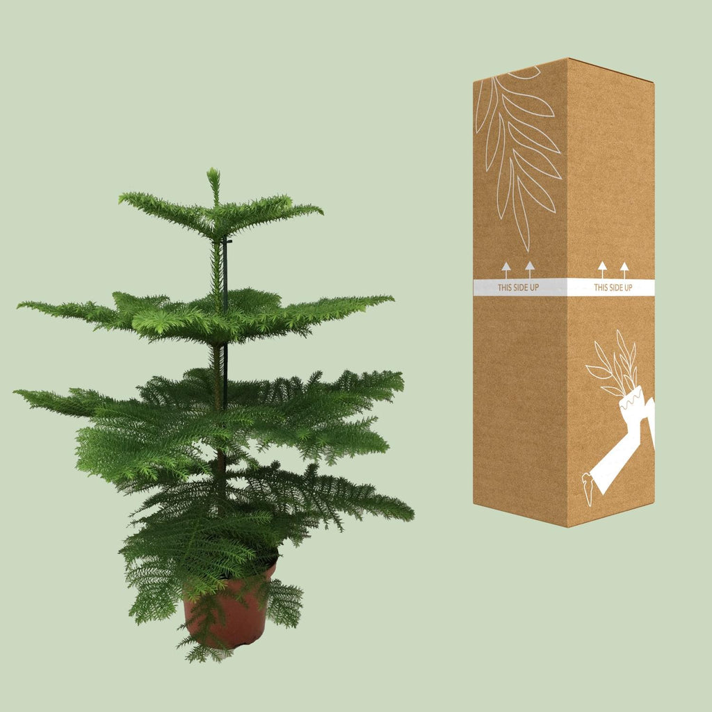Araucaria Heterophylla (arbre de Noël) – Ø21 cm, 70 cm de haut – photo 3
