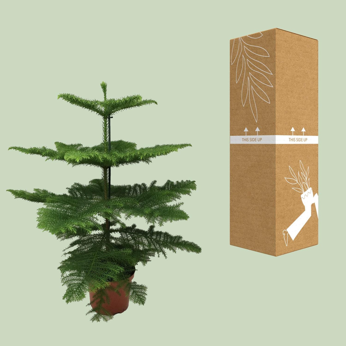 Araucaria Heterophylla (arbre de Noël) – Ø21 cm, 70 cm de haut – photo 3