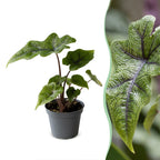 Alocasia Jacklyn (oreille d’éléphant) – Ø6 cm, 10 cm de haut