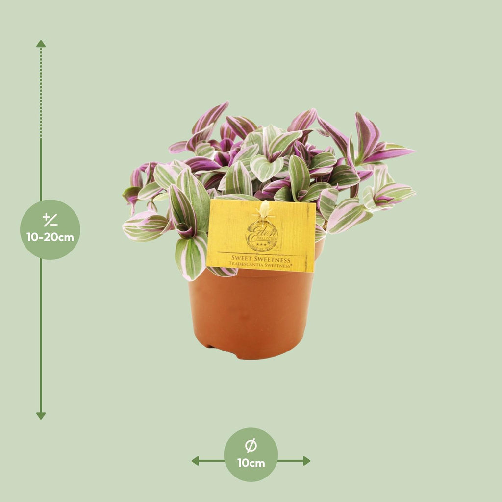 Tradescantia Sweetness – Ø11 cm, 10 cm hoog