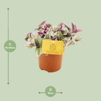 Tradescantia Sweetness – Ø11 cm, 10 cm hoog