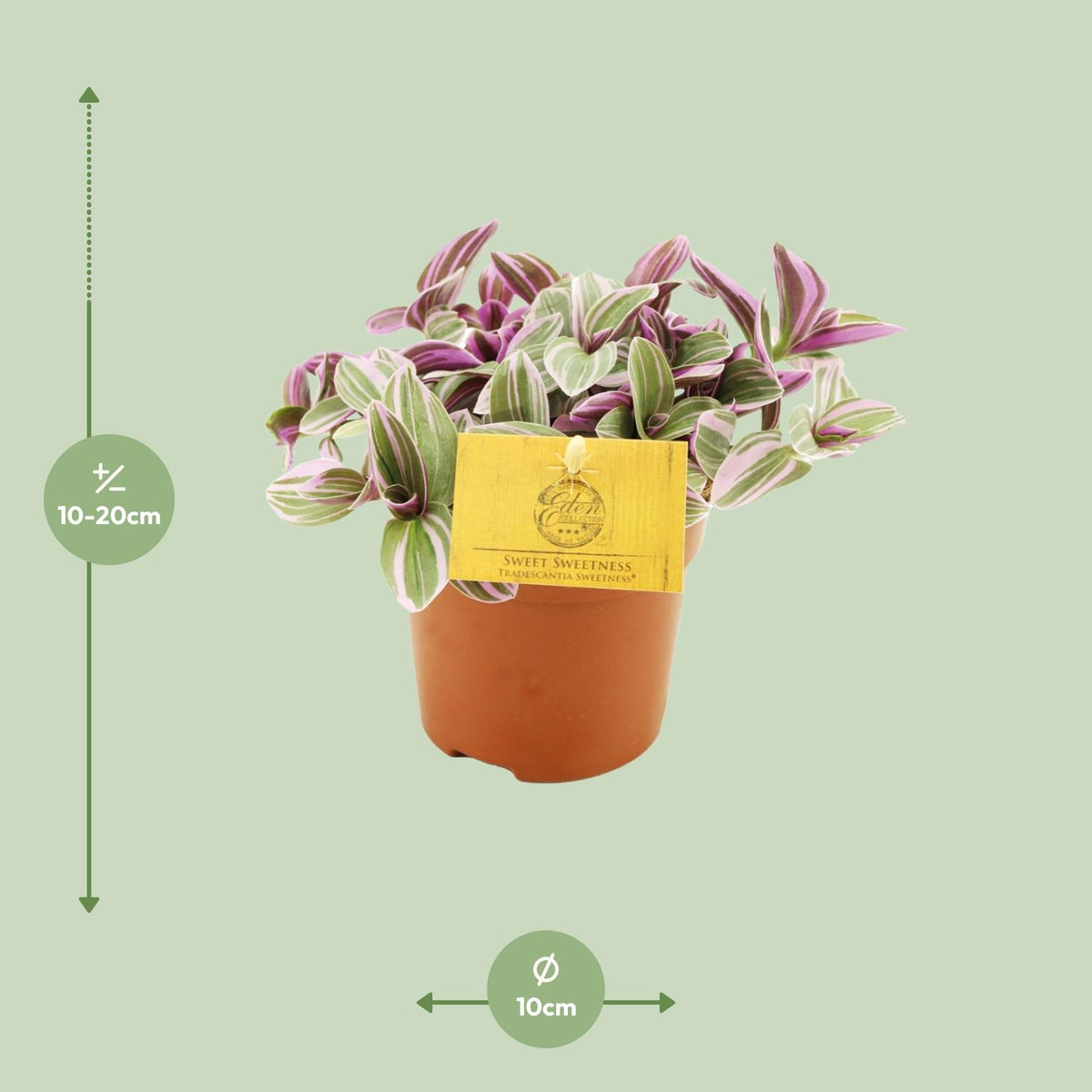 Tradescantia Sweetness – Ø11 cm, 10 cm hoog