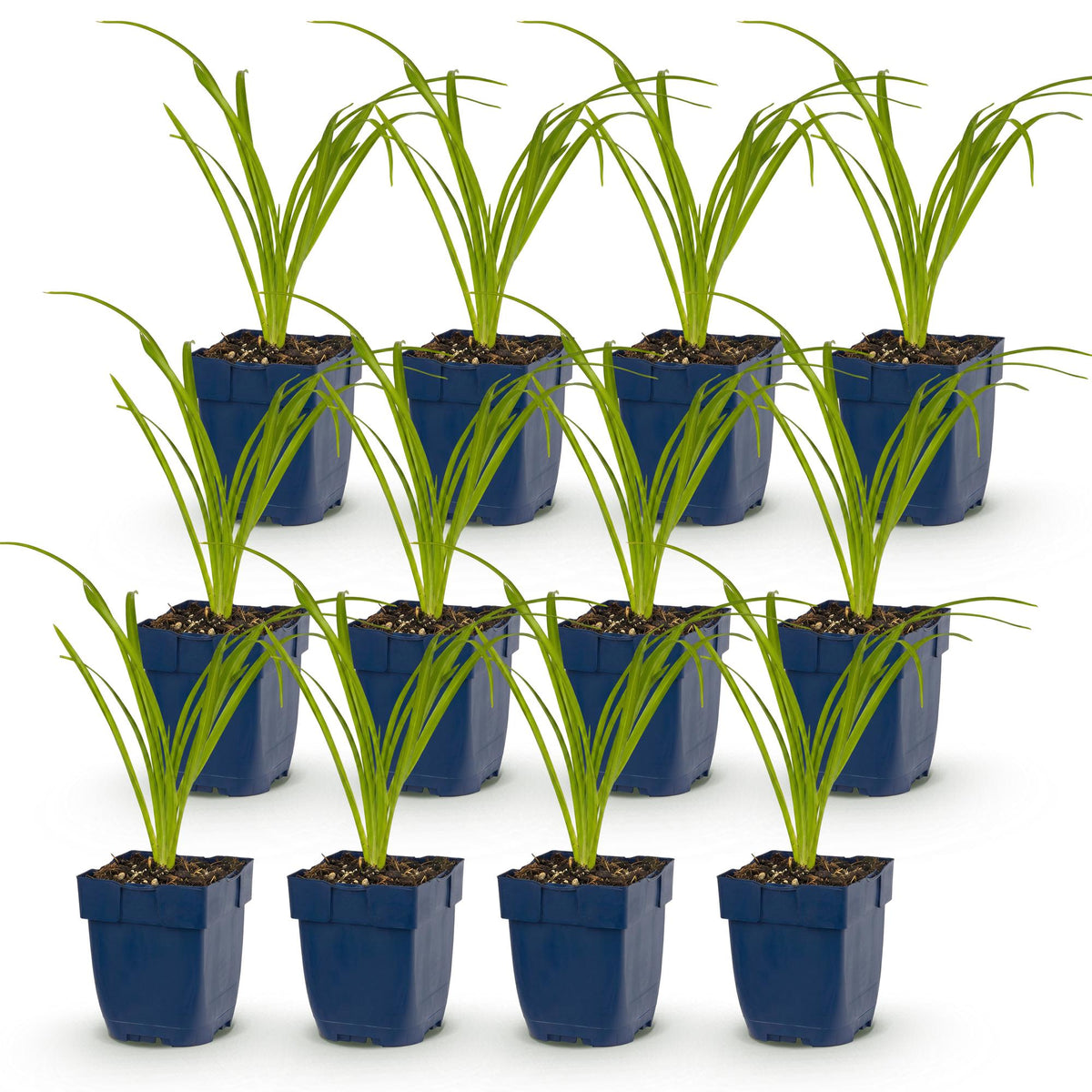 Hemerocallis 'Arctic Snow' (Taglilie) – Creme – 12 Pflanzen, Ø 11 cm, 15–25 cm hoch