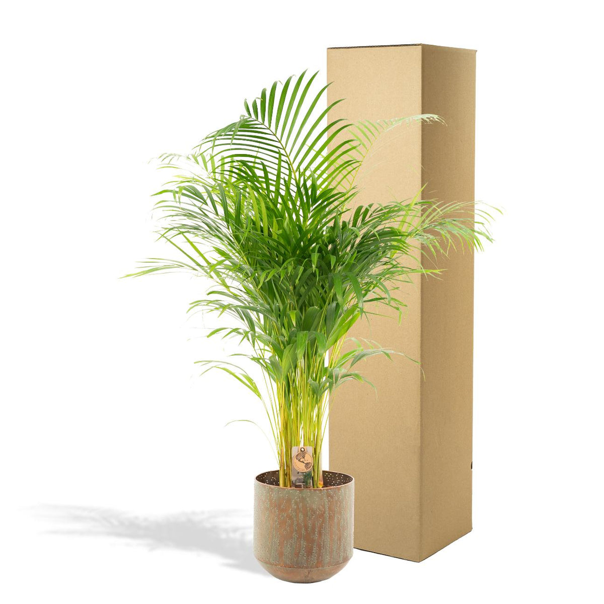 Palmier areca (Dypsis) – Ø21 cm – art. 1464