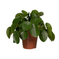 Pilea Peperomiodes – Ø15 cm, 25 cm hoog