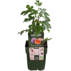 Figuier (Ficus carica) biologique – 3 plantes, Ø13 cm, 20 cm de haut