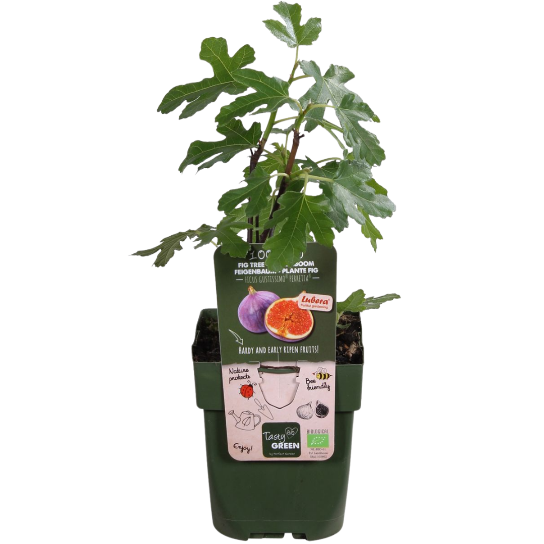 Figuier (Ficus carica) biologique – 3 plantes, Ø13 cm, 20 cm de haut – photo 8