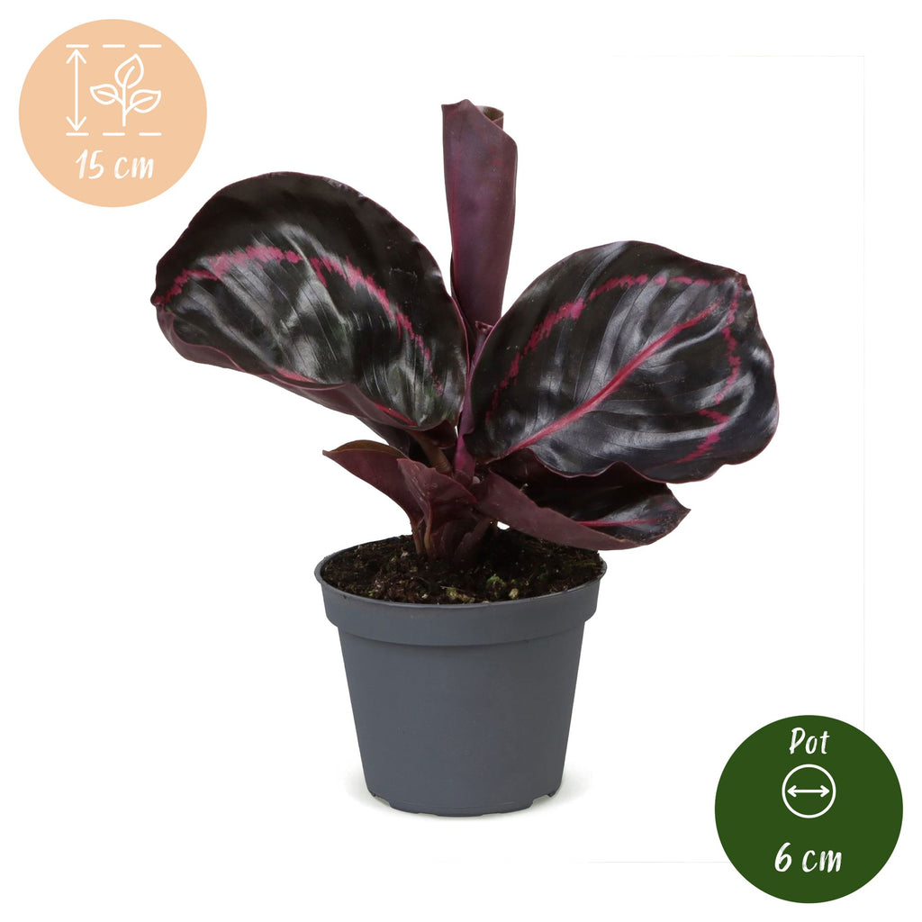 Calathea Dottie® – Ø6 cm, 15 cm de haut