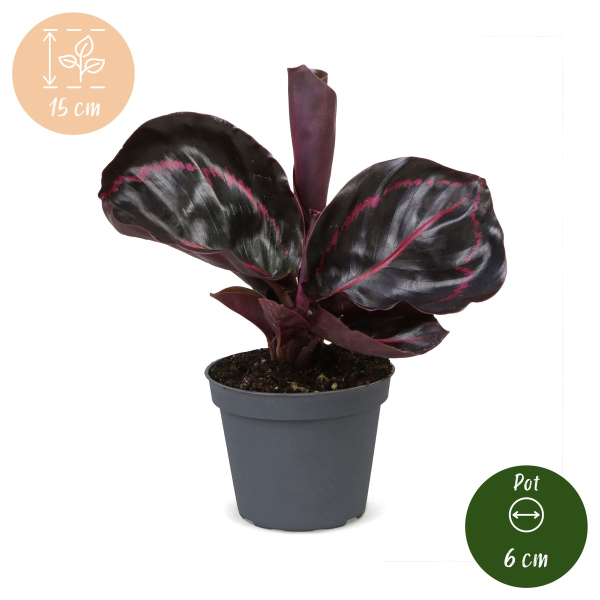 Calathea Dottie® – Ø6 cm, 15 cm de haut