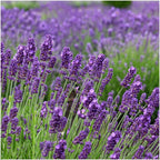 Lavandula angustifolia 'Felice' (lavender) in lavender-print decorative pot – 3 plants, Ø13 cm, 250 cm high