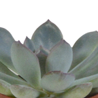 Vetplanten in witte pot – Ø6 cm, 13 cm hoog
