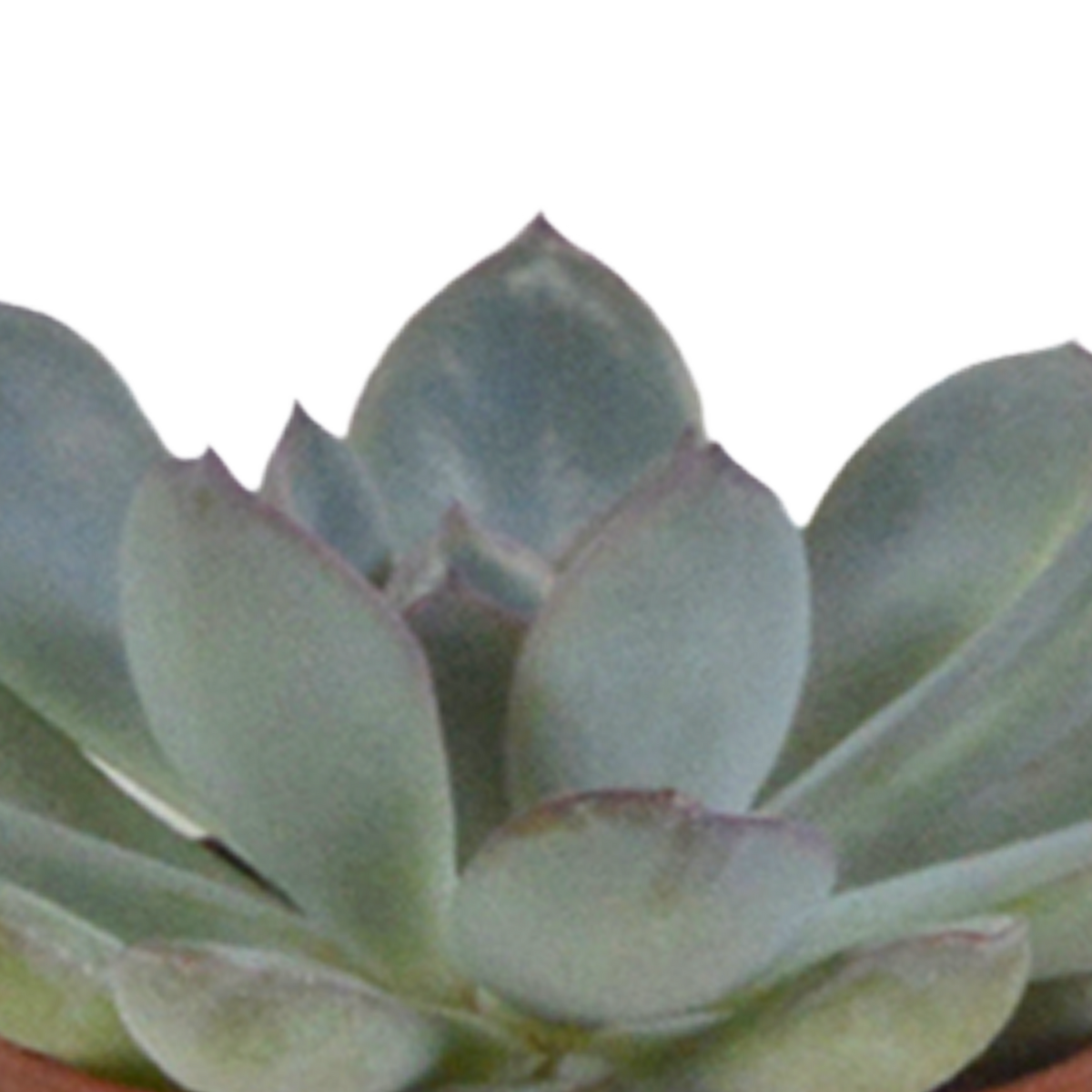Vetplanten in witte pot – Ø6 cm, 13 cm hoog