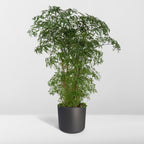Aralia (Polyscias) – Ø21 cm, 75 cm hoog