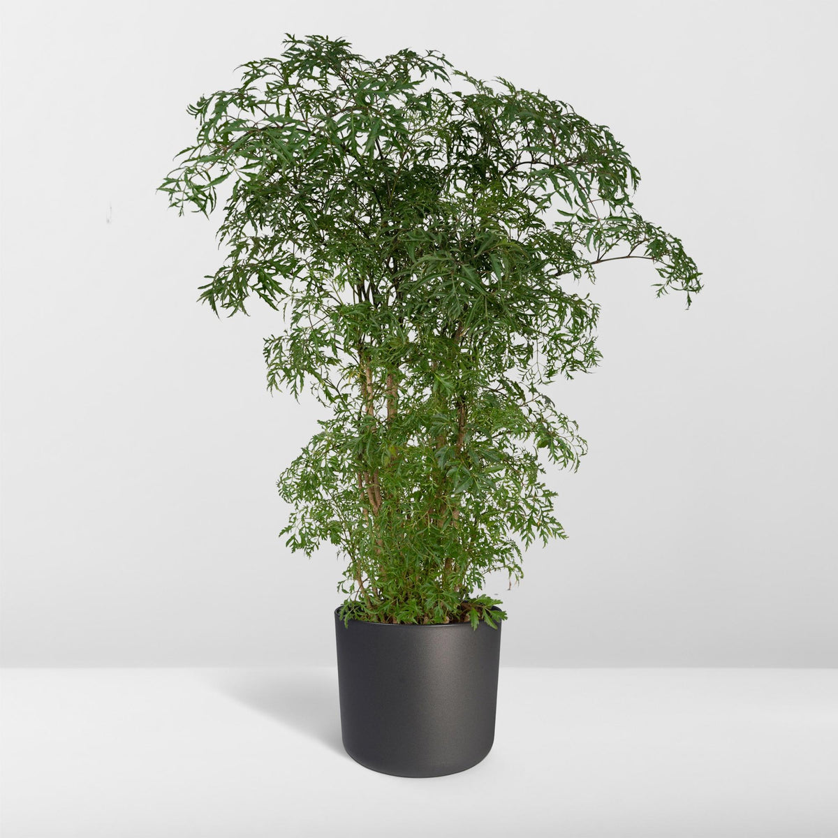 Aralia (Polyscias) – Ø21 cm, 75 cm hoog