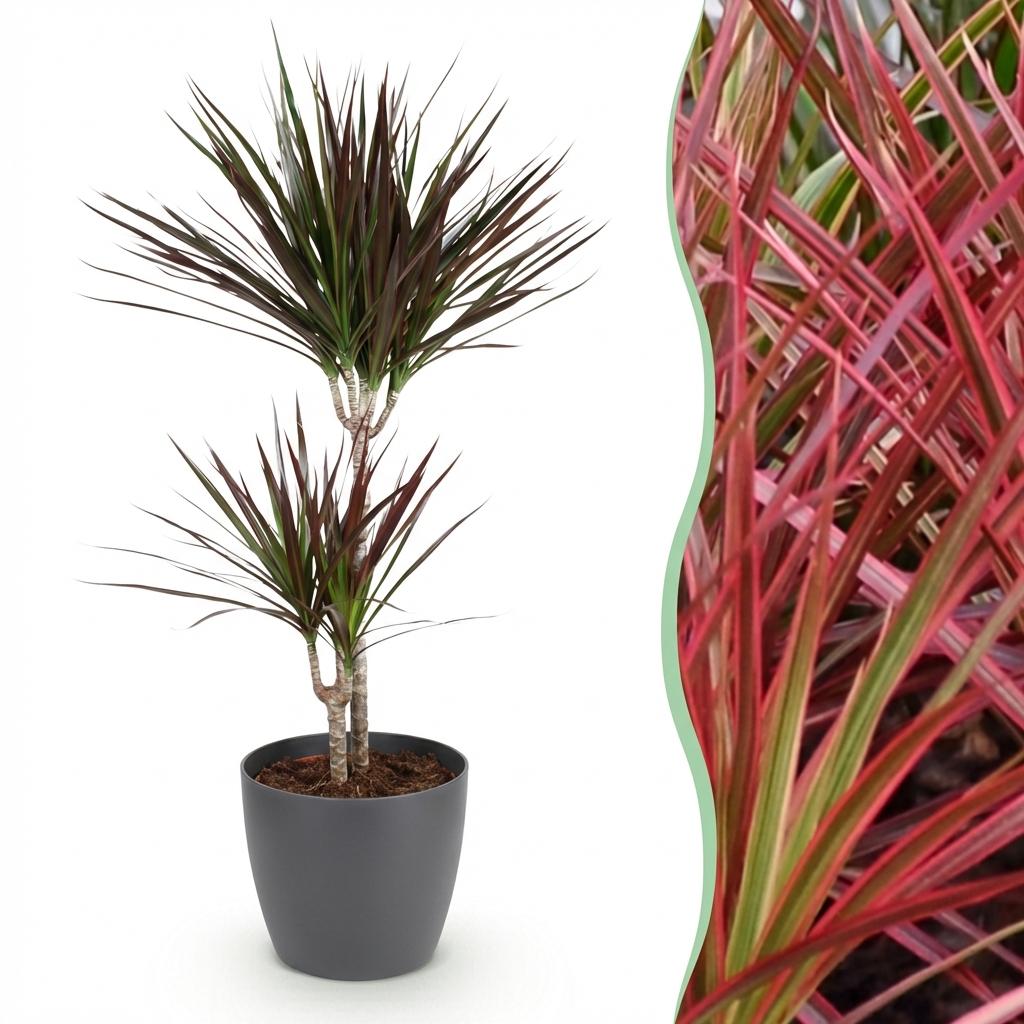 Dracaena Magenta (arbre au dragon) dans pot décoratif Potter gris – Ø21 cm, 90–100 cm de haut