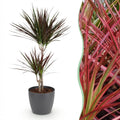 Dracaena Magenta (arbre au dragon) dans pot décoratif Potter gris – Ø21 cm, 90–100 cm de haut