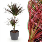 Dracaena Magenta (arbre au dragon) dans pot décoratif Potter gris – Ø21 cm, 90–100 cm de haut