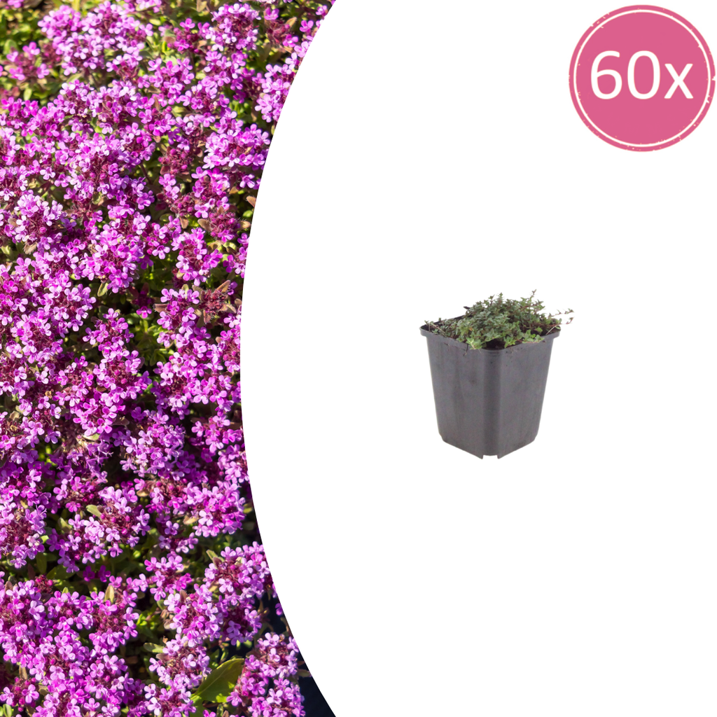 Thymus praecox 'Coccineus' (thym) – 60 plants, Ø9 cm, 10–25 cm de haut