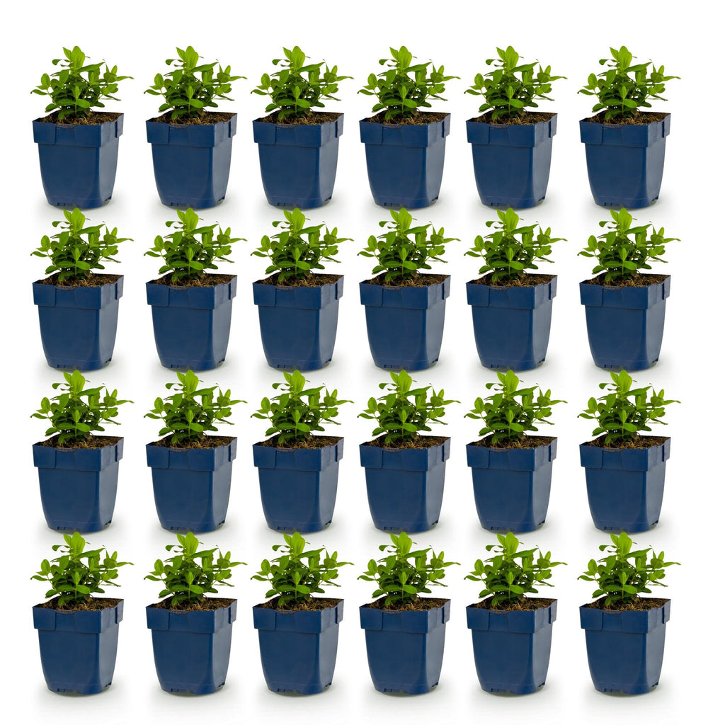 Hypericum calycinum (St. John's wort) – yellow – 24 plants, Ø11 cm, 15–25 cm high – photo 2