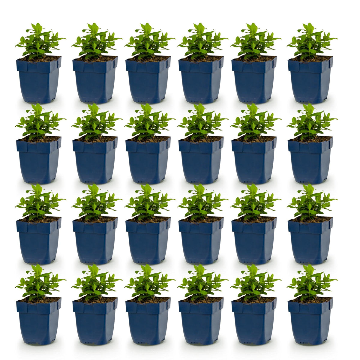 Hypericum calycinum (St. John's wort) – yellow – 24 plants, Ø11 cm, 15–25 cm high – photo 2