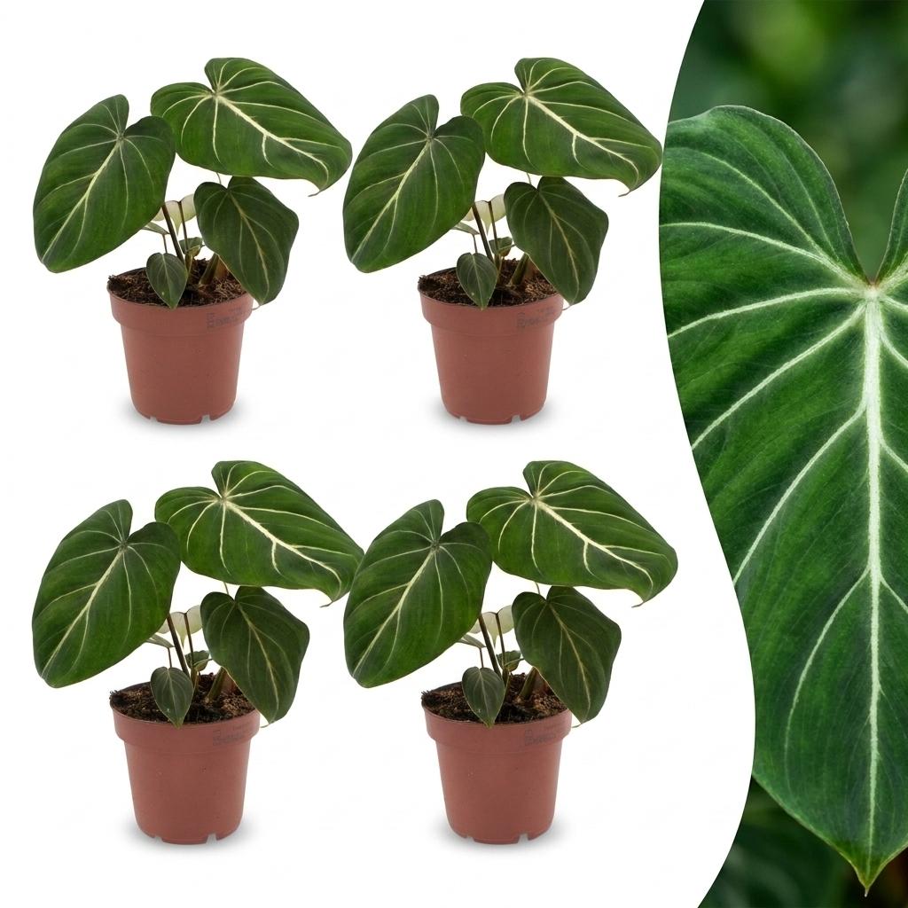 4× Philodendron gloriosum – Ø12 cm, 25 cm de haut