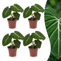 4× Philodendron gloriosum – Ø12 cm, 25 cm de haut